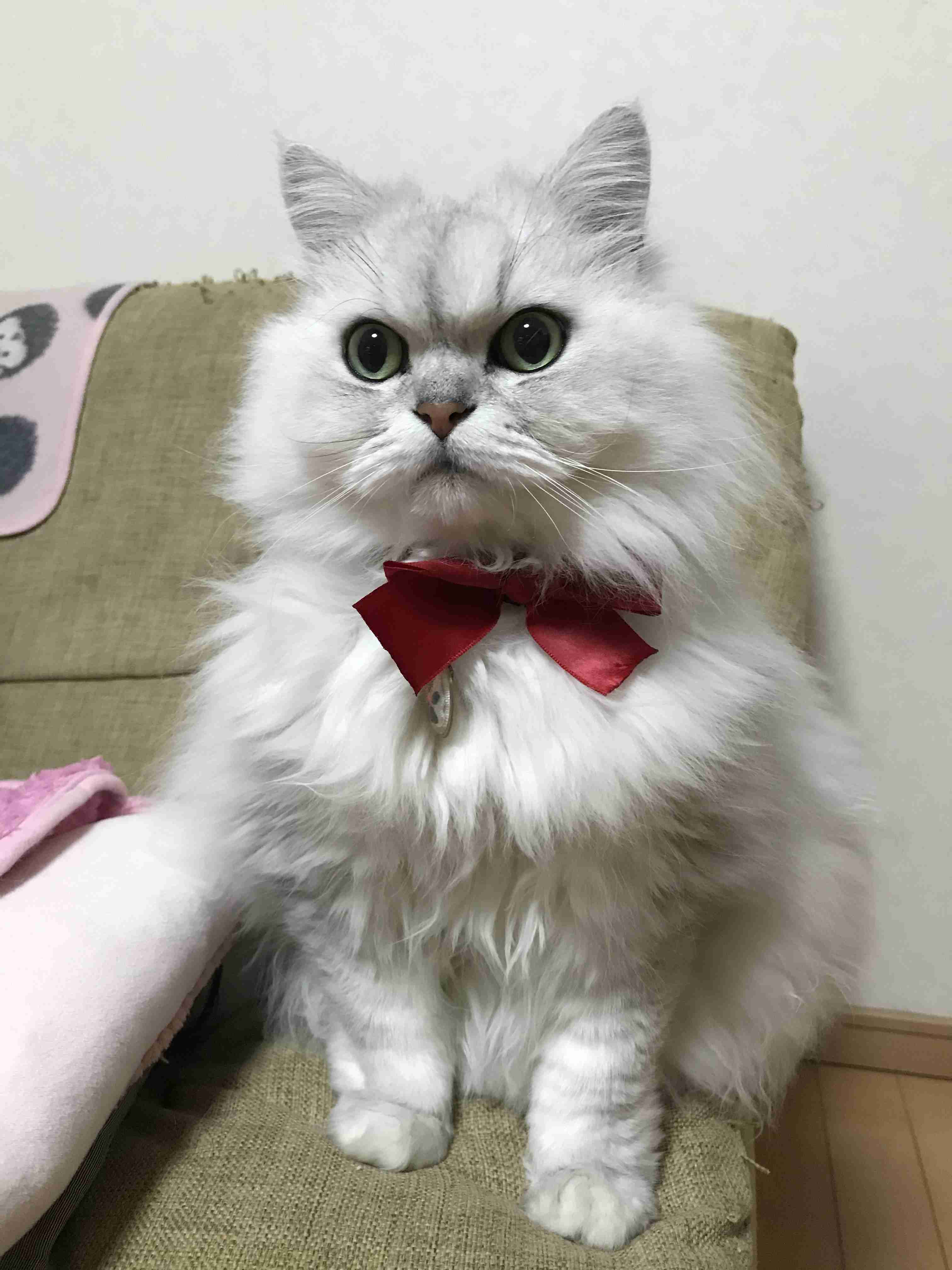 がるちゃん猫カフェ46号店 開店しました♪（初めての方も大歓迎!!）