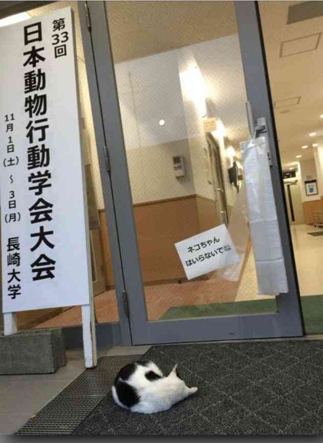 がるちゃん猫カフェ46号店 開店しました♪（初めての方も大歓迎!!）