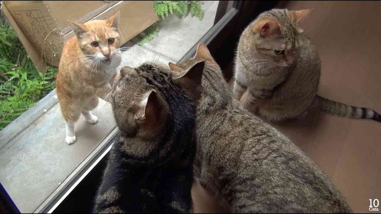 がるちゃん猫カフェ46号店 開店しました♪（初めての方も大歓迎!!）