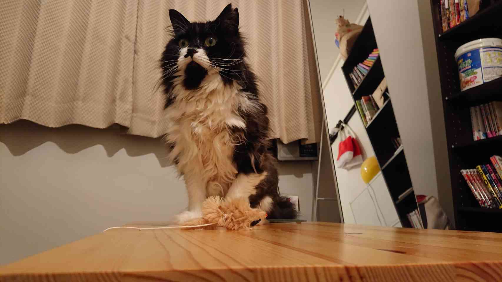 がるちゃん猫カフェ46号店 開店しました♪（初めての方も大歓迎!!）