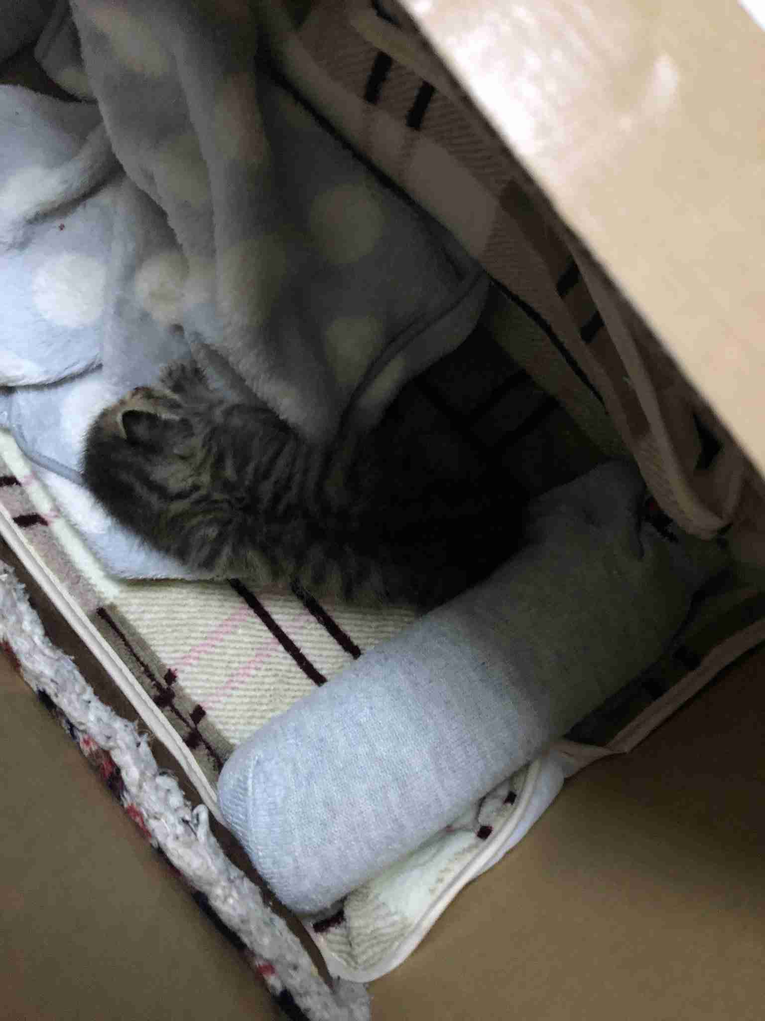 がるちゃん猫カフェ46号店 開店しました♪（初めての方も大歓迎!!）