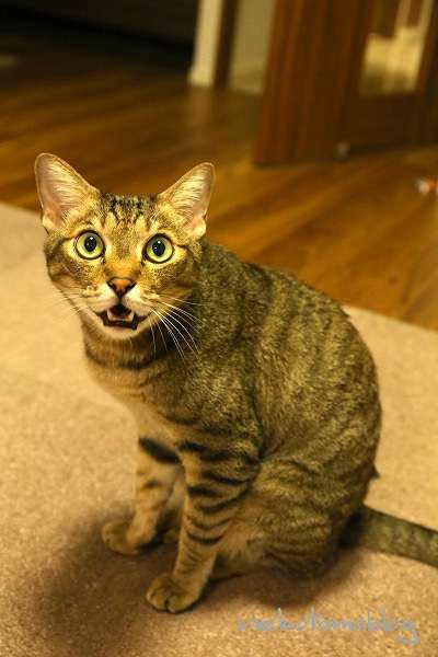 がるちゃん猫カフェ46号店 開店しました♪（初めての方も大歓迎!!）