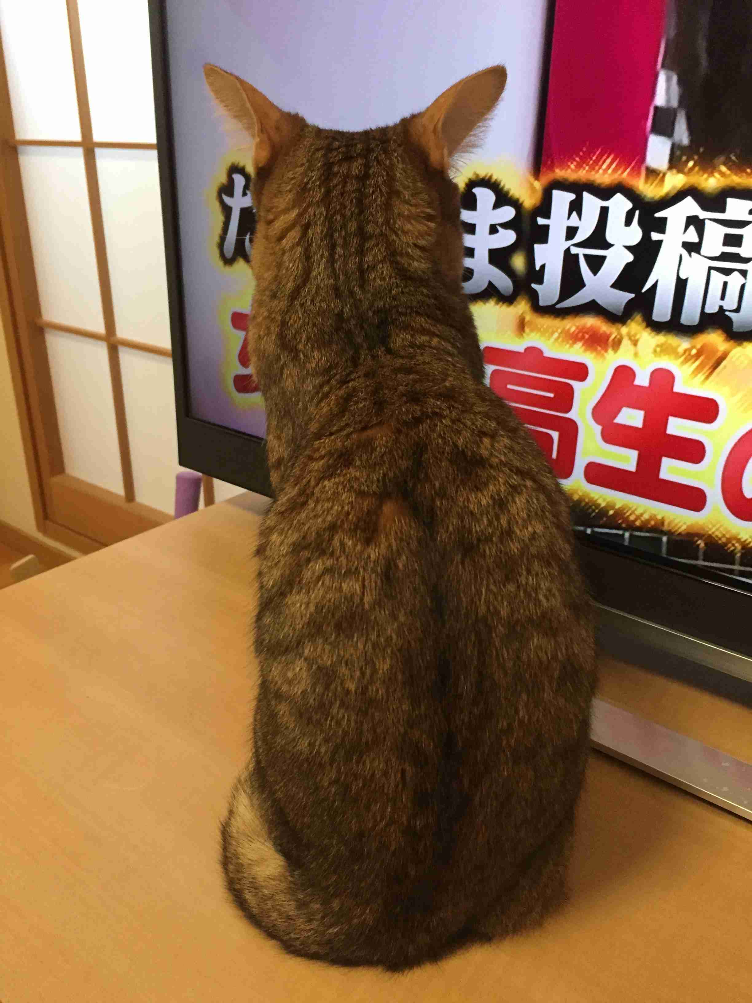 がるちゃん猫カフェ46号店 開店しました♪（初めての方も大歓迎!!）