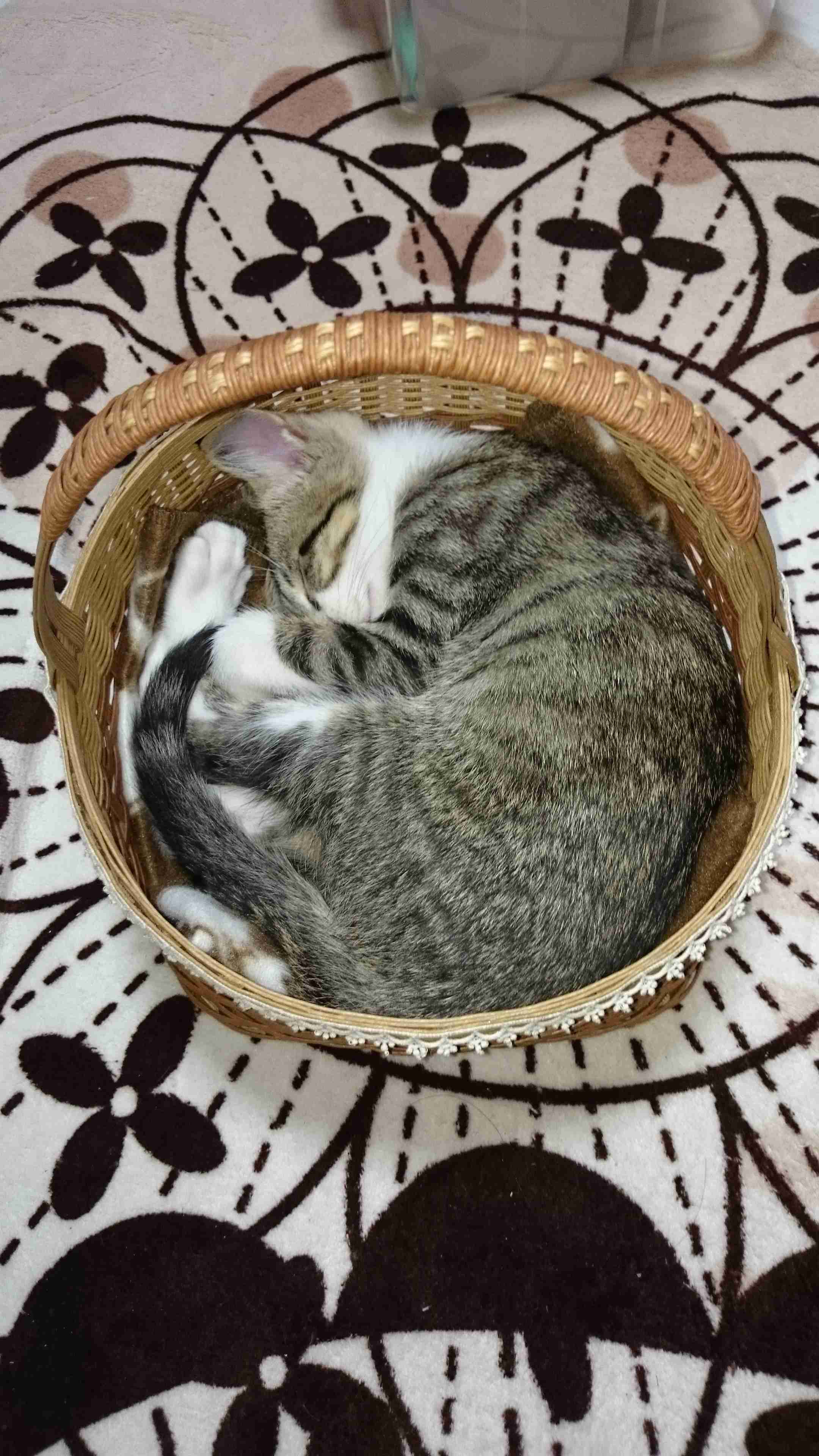 がるちゃん猫カフェ46号店 開店しました♪（初めての方も大歓迎!!）
