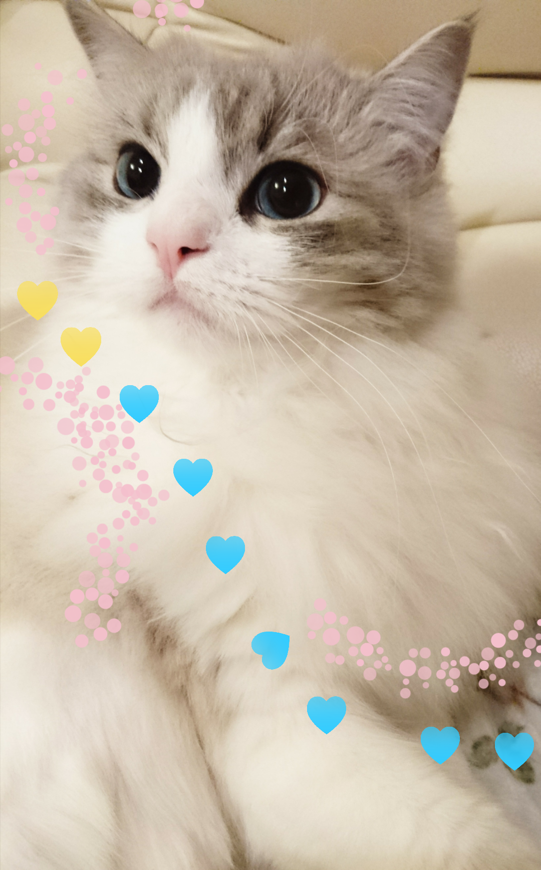 がるちゃん猫カフェ46号店 開店しました♪（初めての方も大歓迎!!）