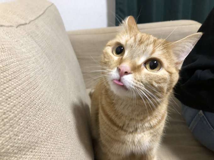 がるちゃん猫カフェ46号店 開店しました♪（初めての方も大歓迎!!）