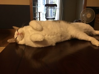 がるちゃん猫カフェ46号店 開店しました♪（初めての方も大歓迎!!）