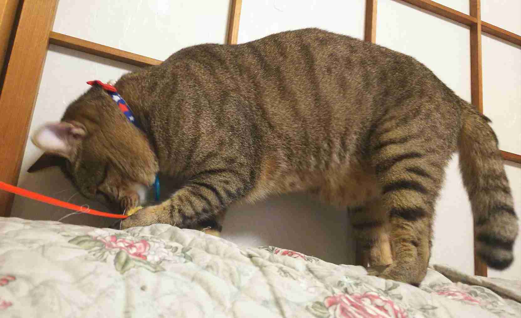 がるちゃん猫カフェ46号店 開店しました♪（初めての方も大歓迎!!）