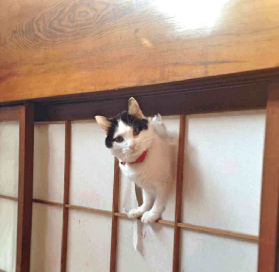 がるちゃん猫カフェ46号店 開店しました♪（初めての方も大歓迎!!）