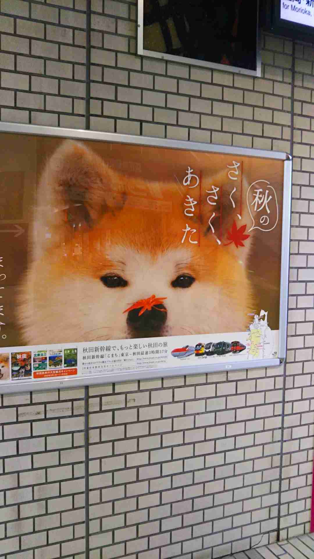 【暇つぶし】画像フォルダの12番目の写真を貼ろう！