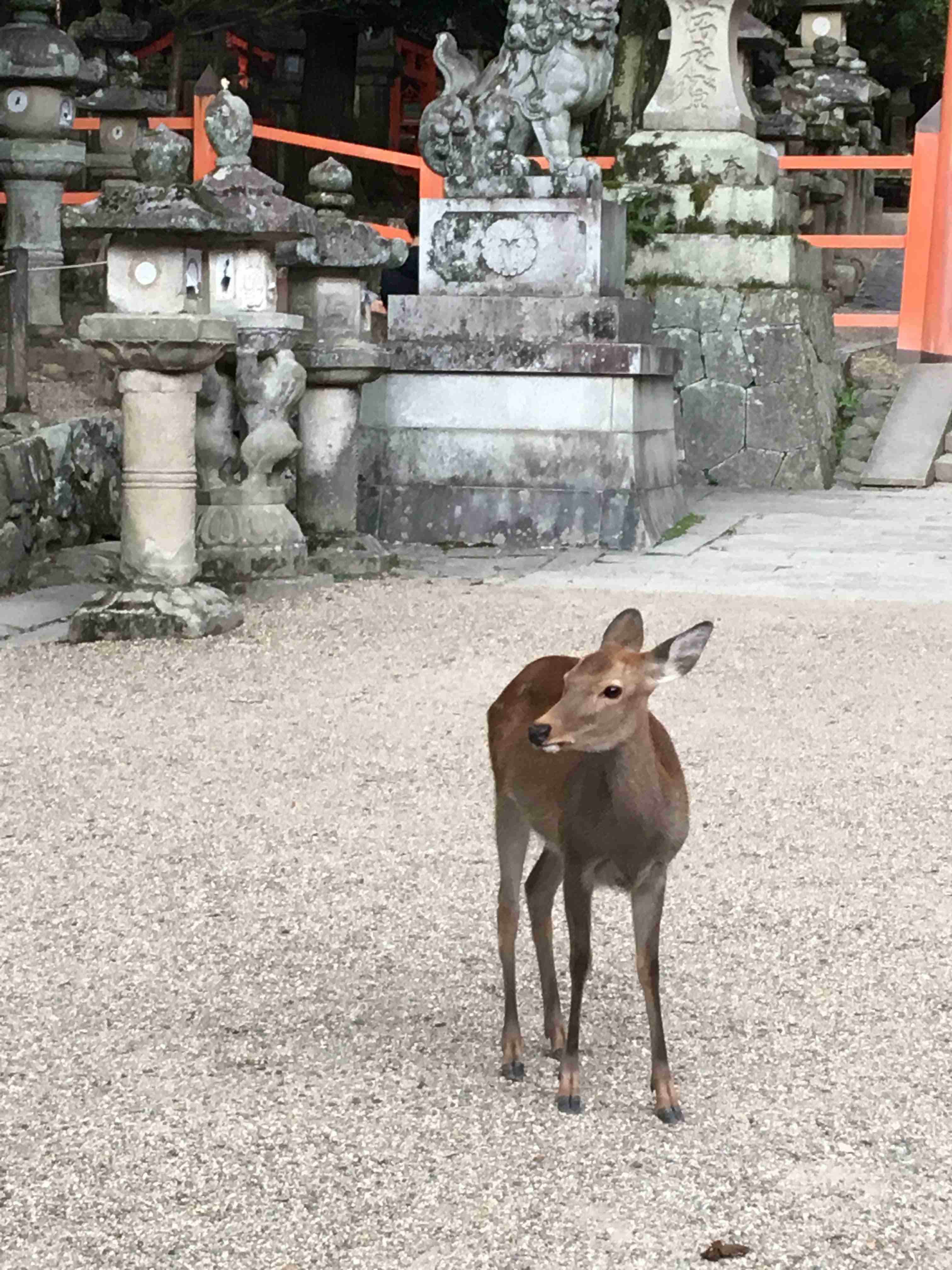 【暇つぶし】画像フォルダの12番目の写真を貼ろう！