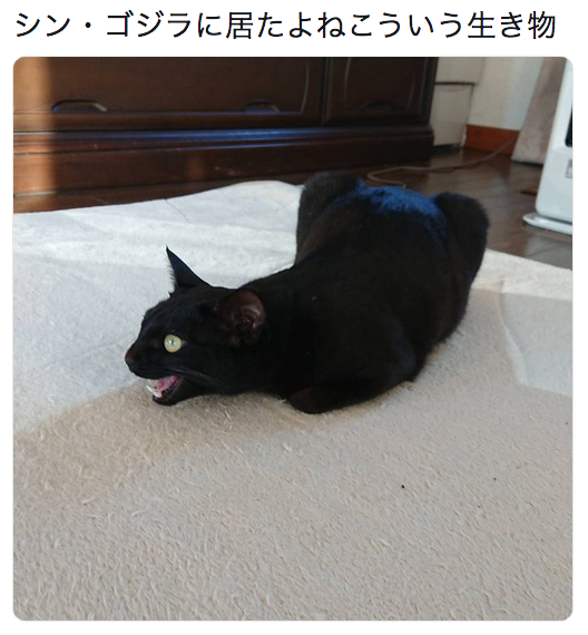 【暇つぶし】画像フォルダの12番目の写真を貼ろう！