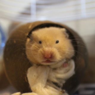 ペットの可愛い行動教えて！