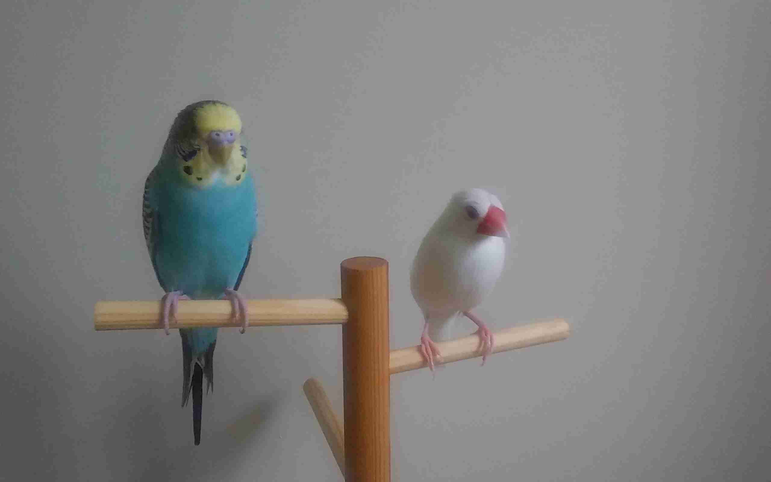 ペットの可愛い行動教えて！