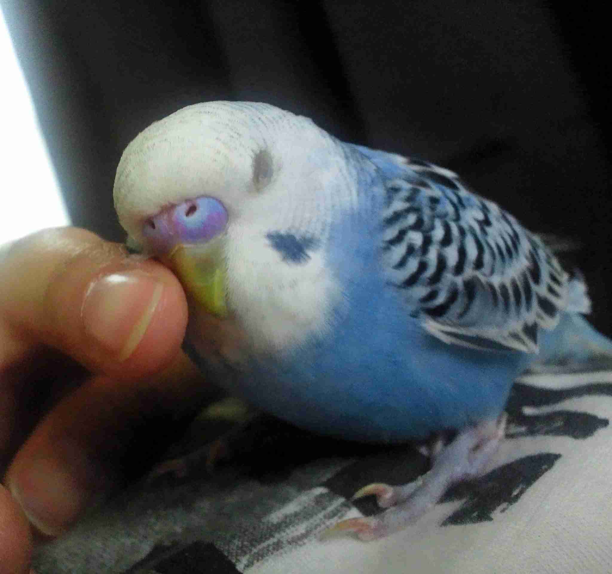 ペットの可愛い行動教えて！