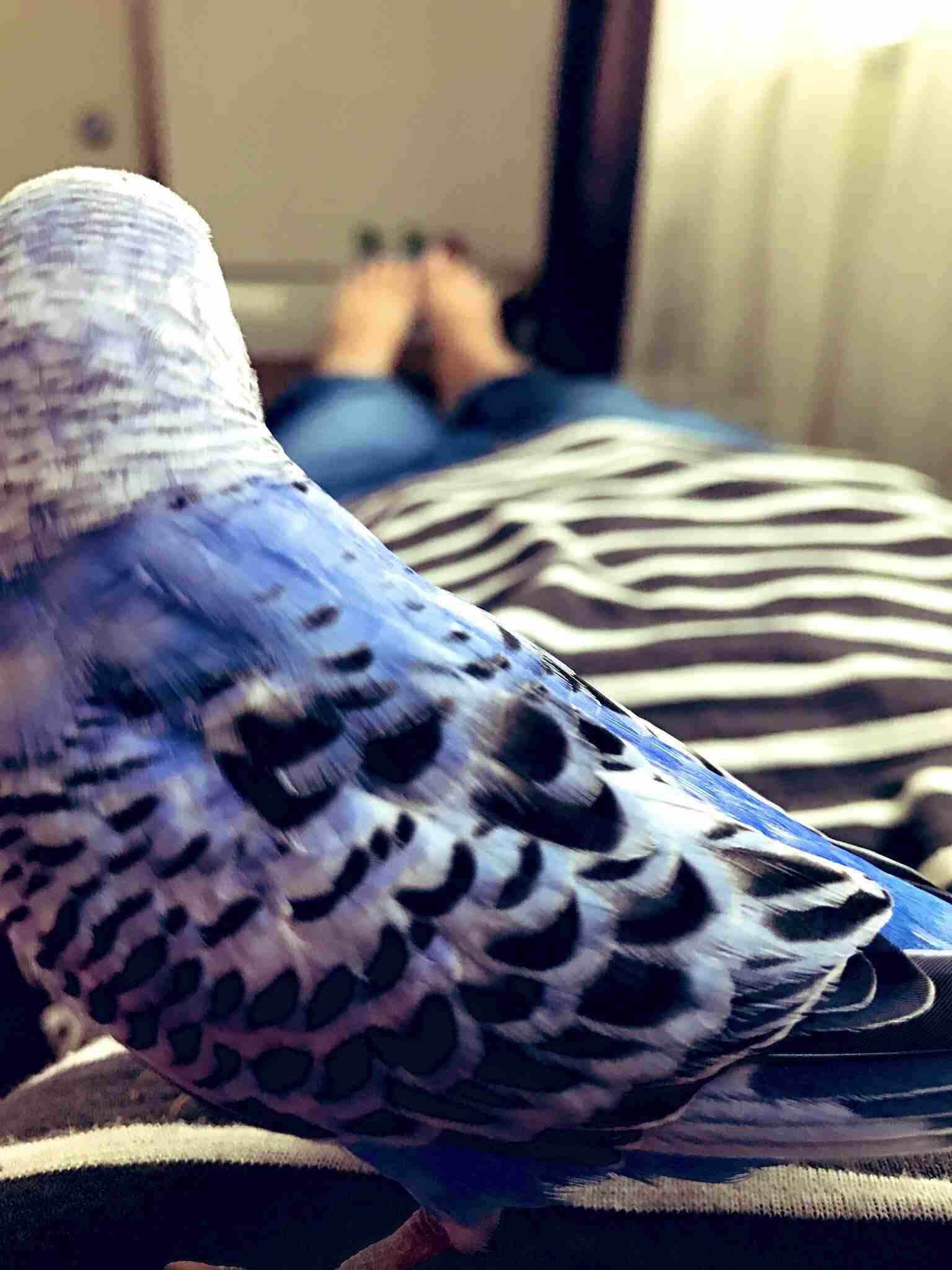 ペットの可愛い行動教えて！