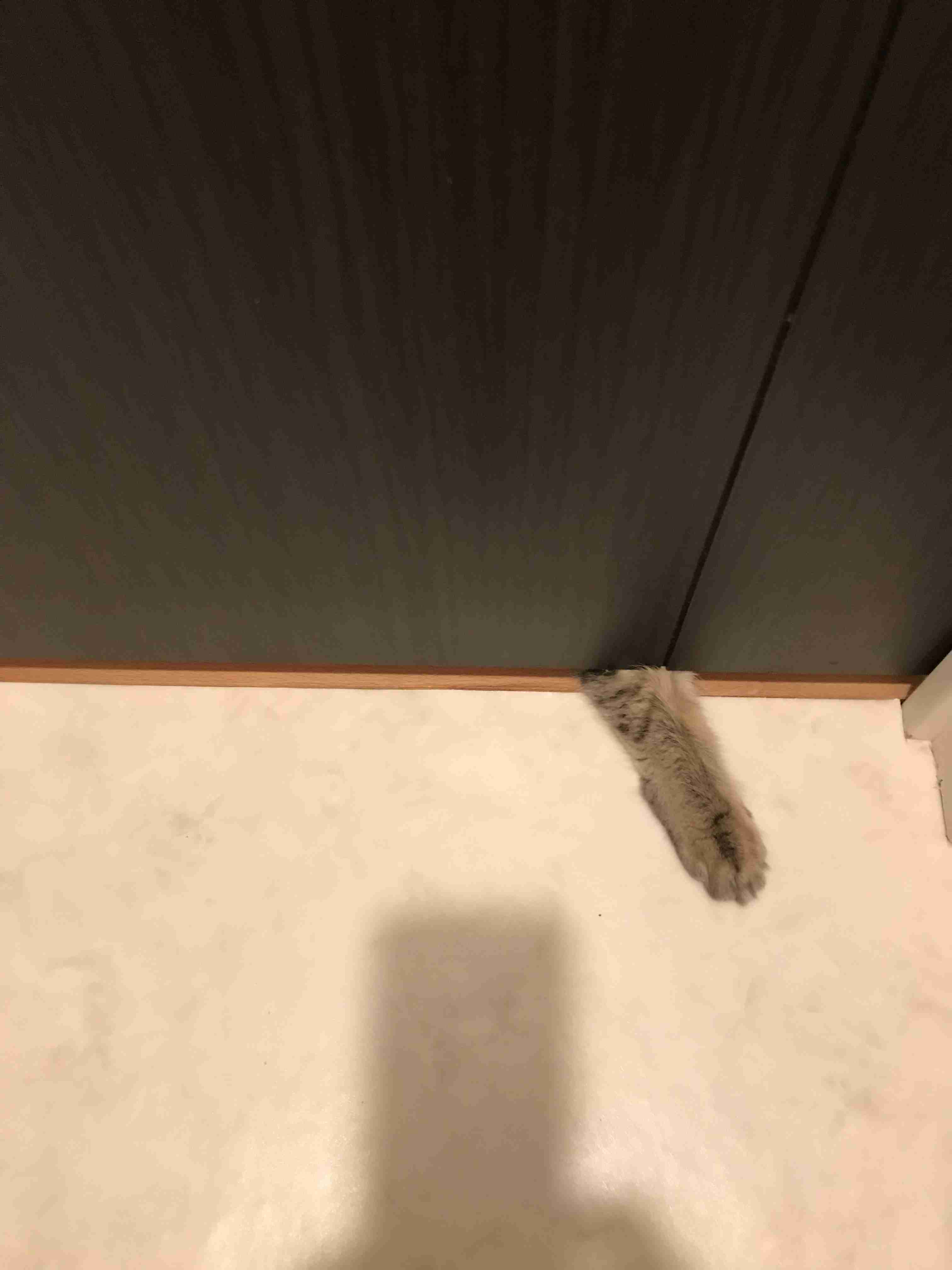 ペットの可愛い行動教えて！
