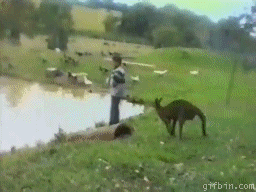 GIFを見て笑ったら負け