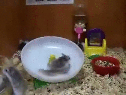 GIFを見て笑ったら負け