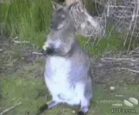 GIFを見て笑ったら負け