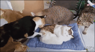 GIFを見て笑ったら負け