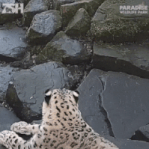 GIFを見て笑ったら負け