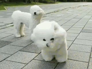 GIFを見て笑ったら負け