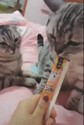 GIFを見て笑ったら負け