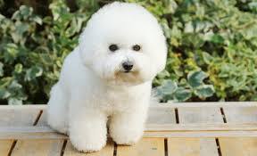 アフロヘアーの画像を貼るトピ