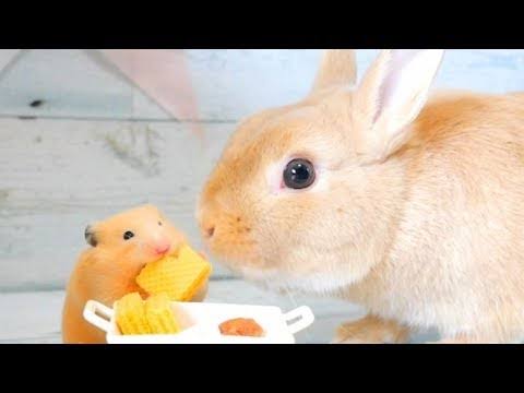 ほっこり温まるお話やニュースが聞きたいです！