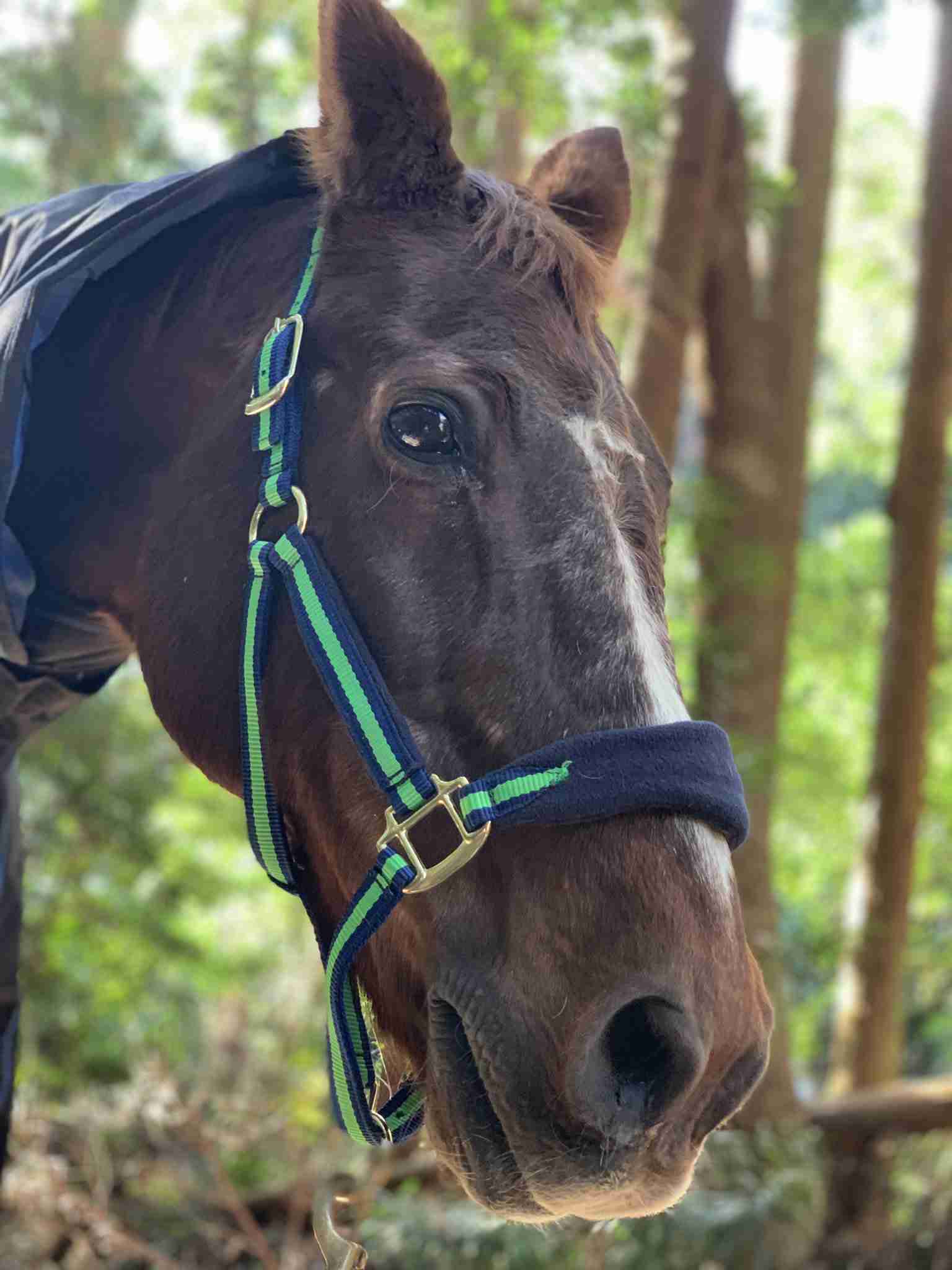【志村どうぶつ園のタブー告発】白井家が死んだ愛馬を庭でバラバラに違法解体「フルハートは2度死んだ」