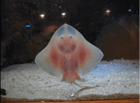 【画像】海洋生物を愛でるトピ