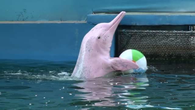【画像】海洋生物を愛でるトピ