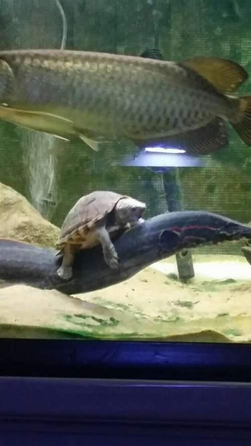 【画像】海洋生物を愛でるトピ