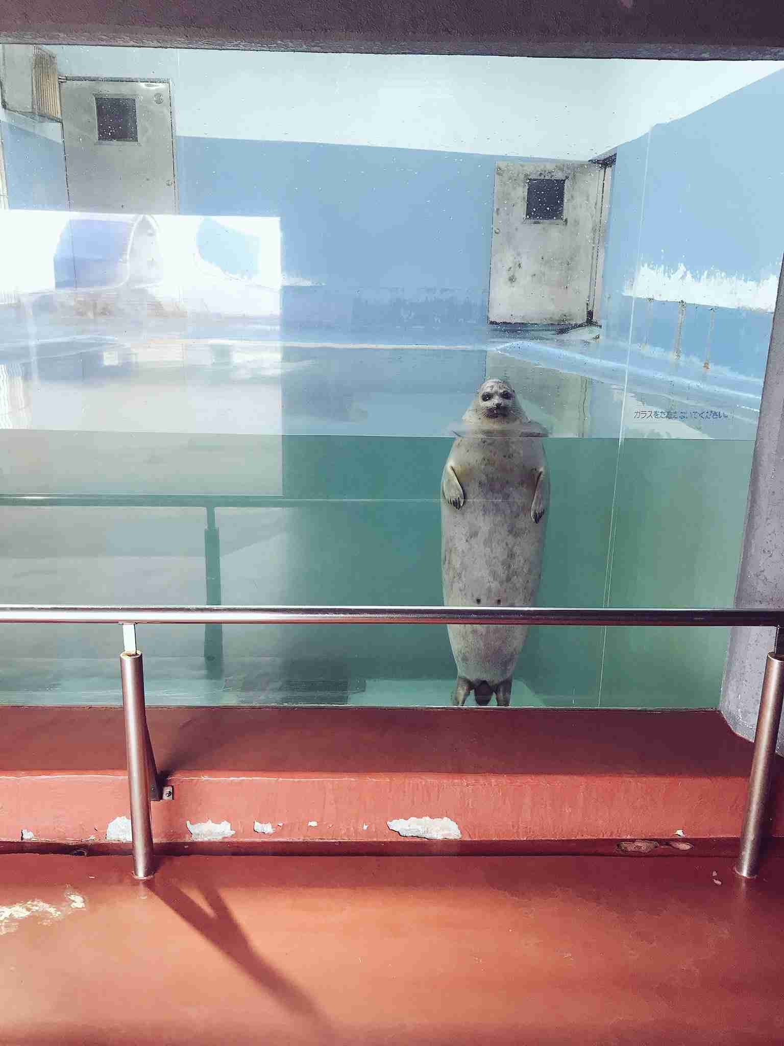 【画像】海洋生物を愛でるトピ