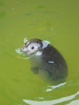 【画像】海洋生物を愛でるトピ