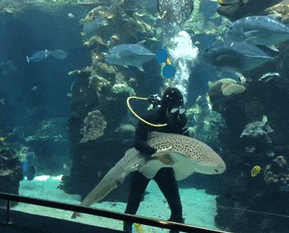 【画像】海洋生物を愛でるトピ