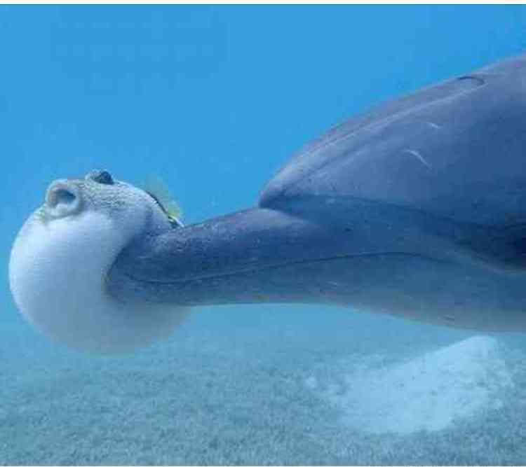 【画像】海洋生物を愛でるトピ