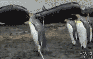 【画像】海洋生物を愛でるトピ