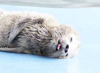 【画像】海洋生物を愛でるトピ