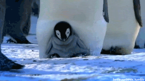 【画像】海洋生物を愛でるトピ