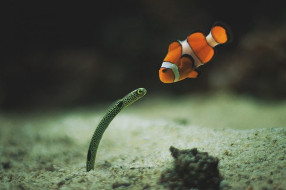 【画像】海洋生物を愛でるトピ