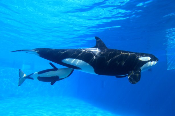 【画像】海洋生物を愛でるトピ