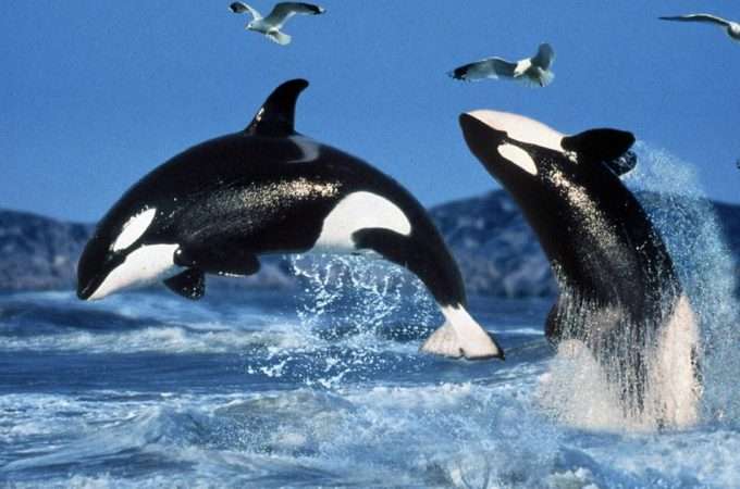 【画像】海洋生物を愛でるトピ