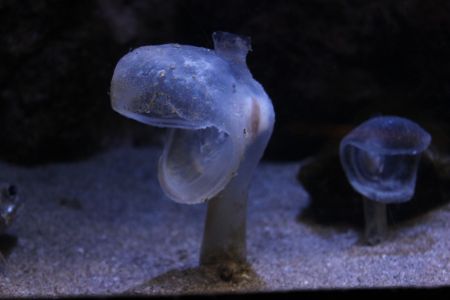 【画像】海洋生物を愛でるトピ