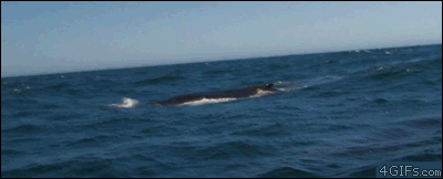 【画像】海洋生物を愛でるトピ