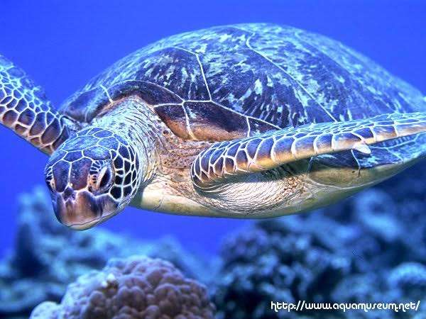 【画像】海洋生物を愛でるトピ