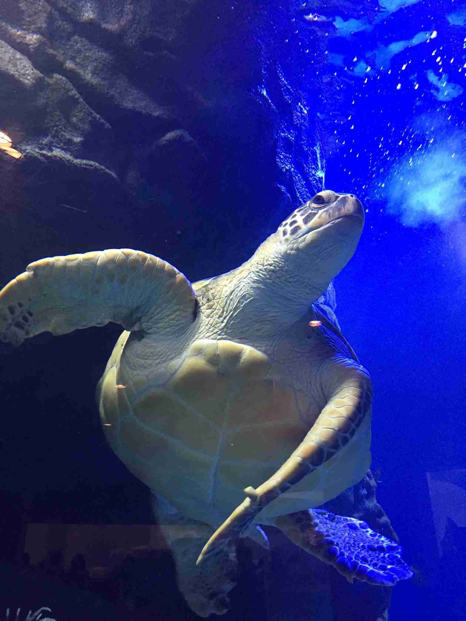 【画像】海洋生物を愛でるトピ