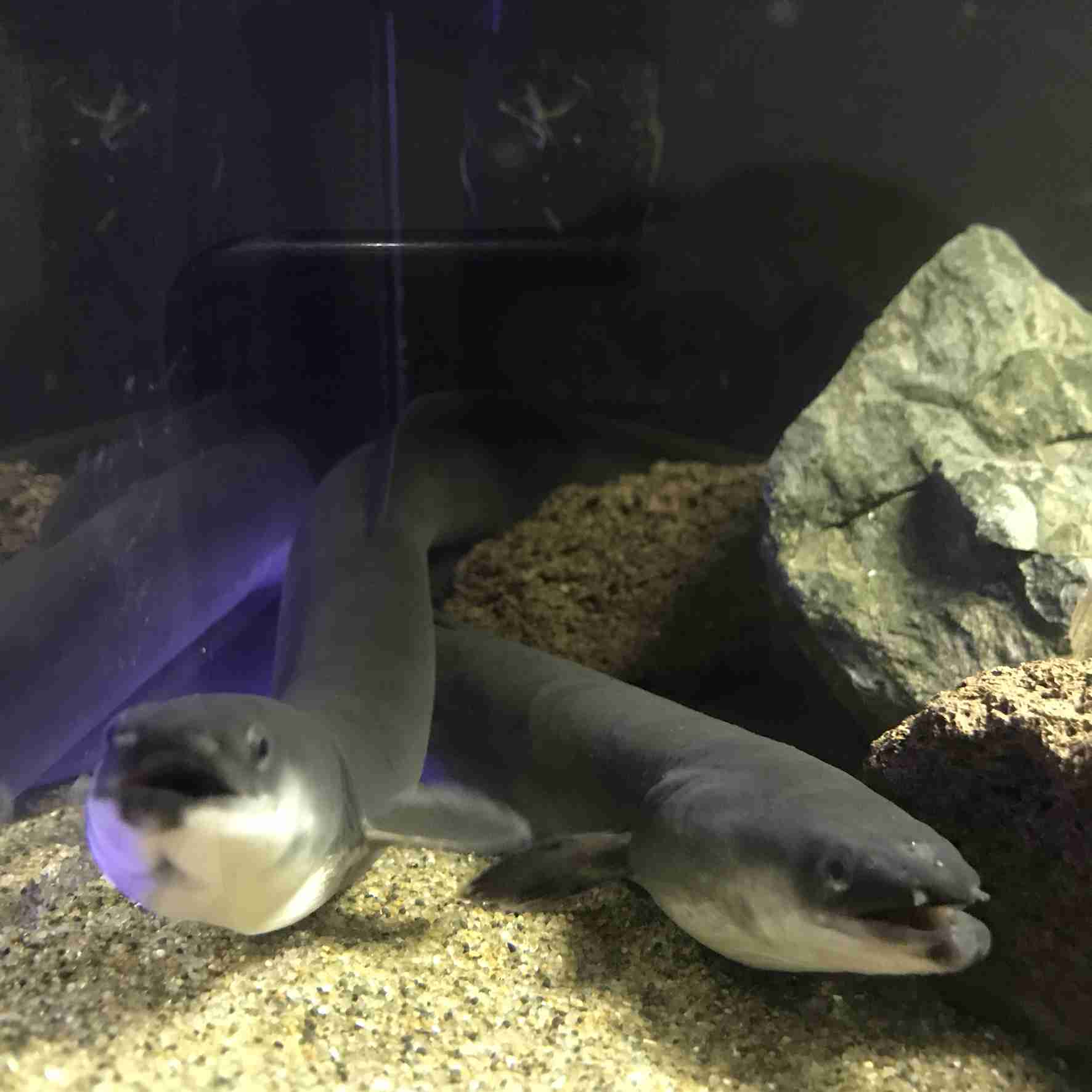 【画像】海洋生物を愛でるトピ