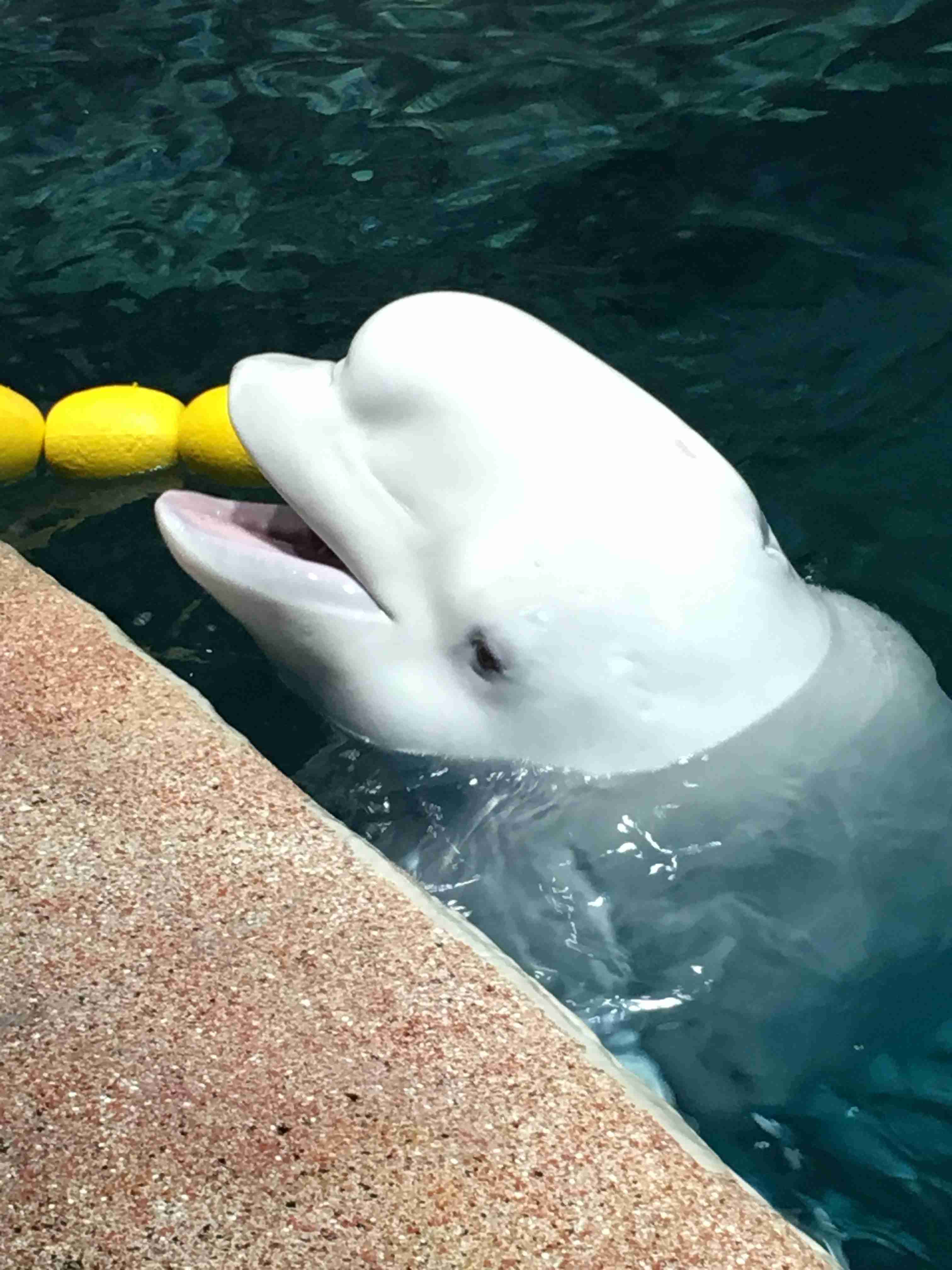 【画像】海洋生物を愛でるトピ